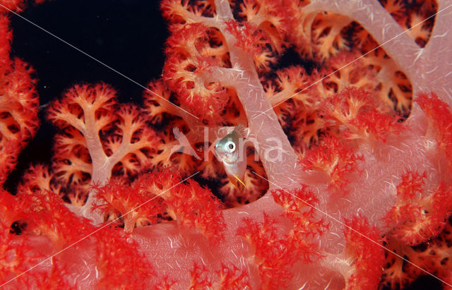 Philippines chromis (Chromis scotochiloptera)