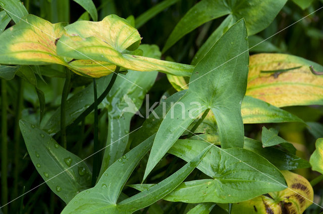 Arrowhead (Sagittaria sagittifolia)