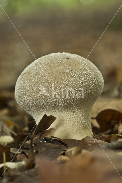 Plooivoetstuifzwam (Calvatia excipuliformis)