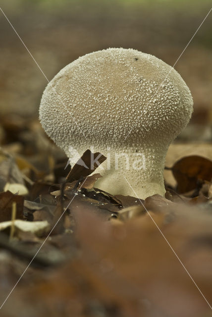 Plooivoetstuifzwam (Calvatia excipuliformis)