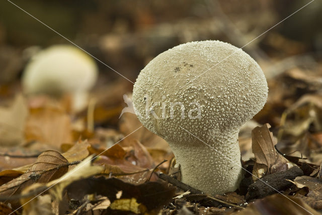 Plooivoetstuifzwam (Calvatia excipuliformis)