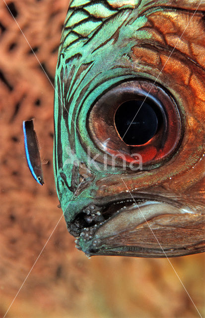 Cleaner fish