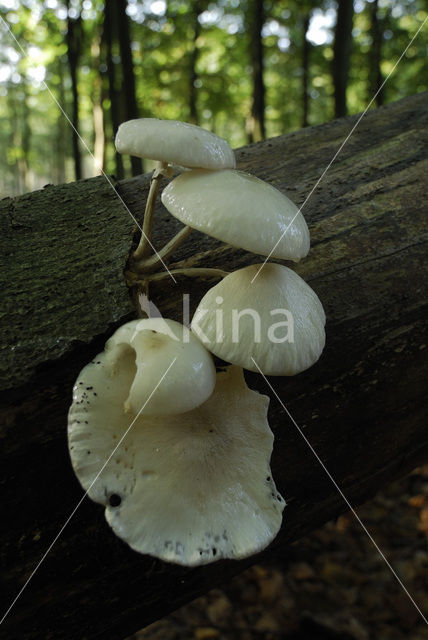 Porcelain fungus (Oudemansiella mucida)