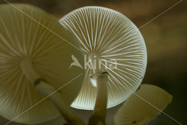 Porcelain fungus (Oudemansiella mucida)