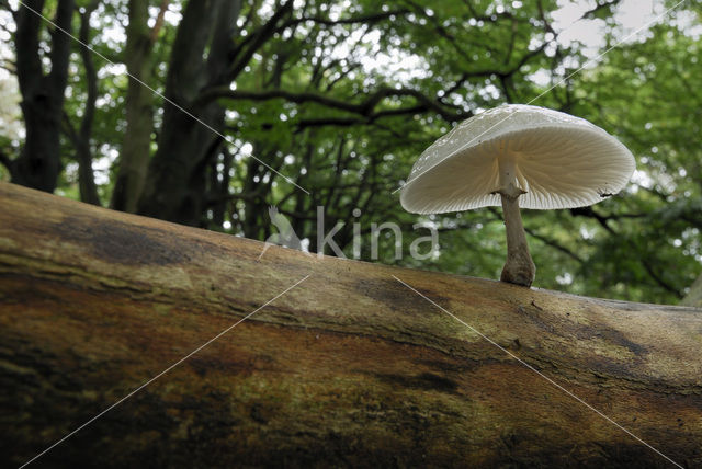 Porcelain fungus (Oudemansiella mucida)
