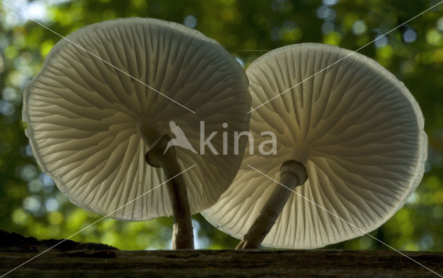 Porcelain fungus (Oudemansiella mucida)