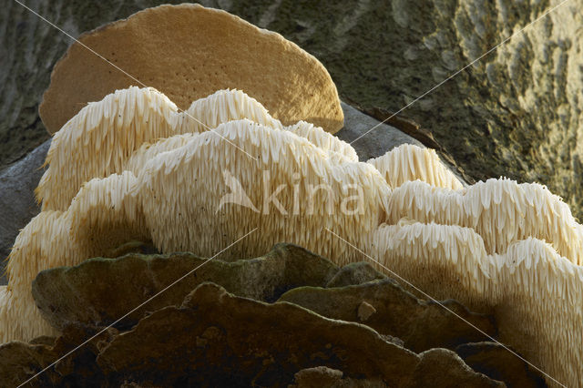 Bearded tooth (Hericium erinaceus)