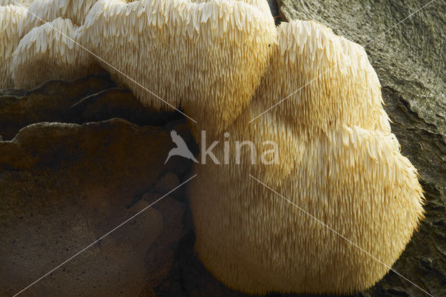 Bearded tooth (Hericium erinaceus)