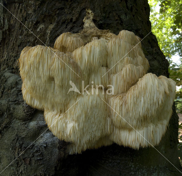 Pruikzwam (Hericium erinaceus)