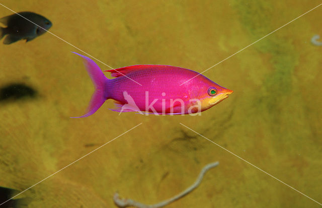 Purper vlagbaars (Pseudanthias tuka)