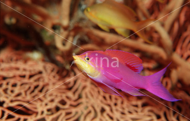 Purper vlagbaars (Pseudanthias tuka)