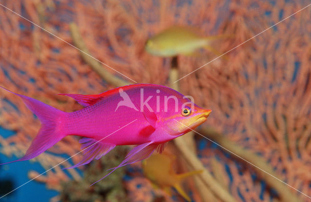 Yellowback anthias (Pseudanthias tuka)