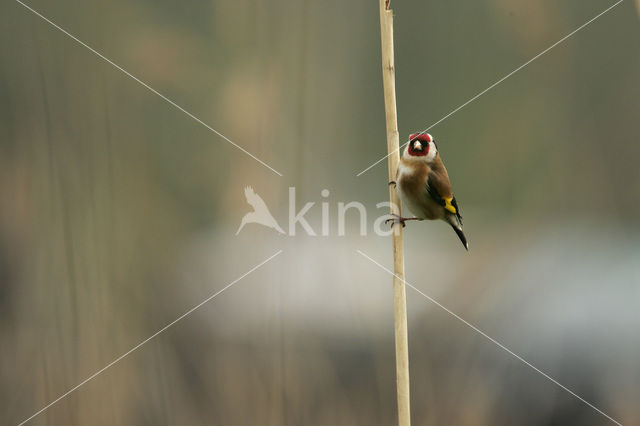 European Goldfinch (Carduelis carduelis)