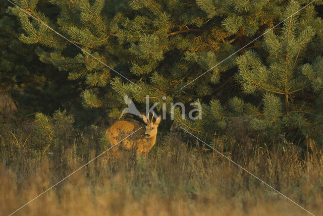 Roe Deer (Capreolus capreolus)