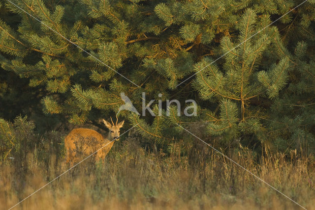 Roe Deer (Capreolus capreolus)