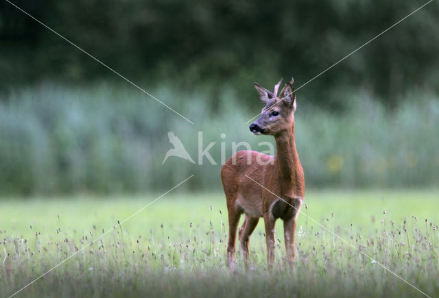 Roe Deer (Capreolus capreolus)