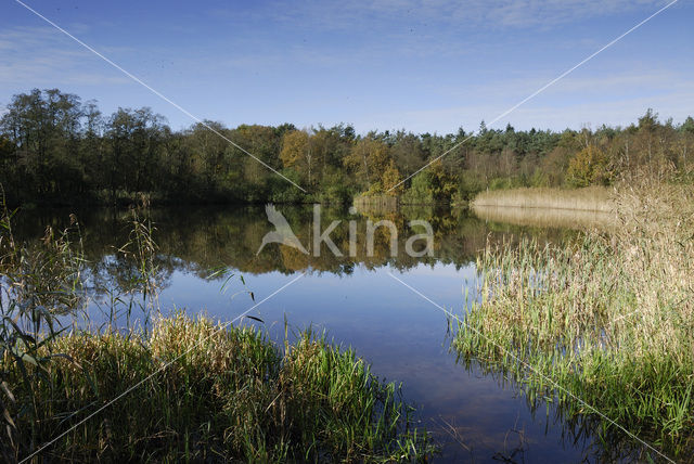 Riet (Phragmites australis)