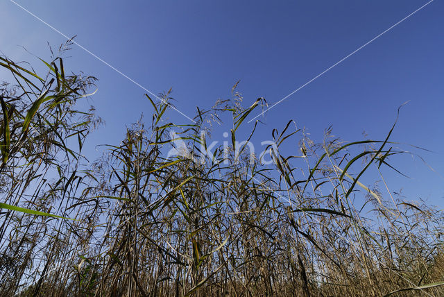 Common Reed (Phragmites australis)