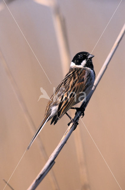Reed Bunting (Emberiza schoeniclus)