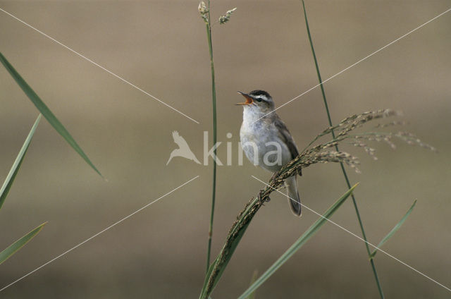 Rietzanger (Acrocephalus schoenobaenus)