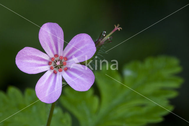 Robertskruid (Geranium robertianum)