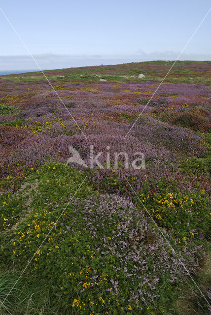 Bell Heather (Erica cinerea)