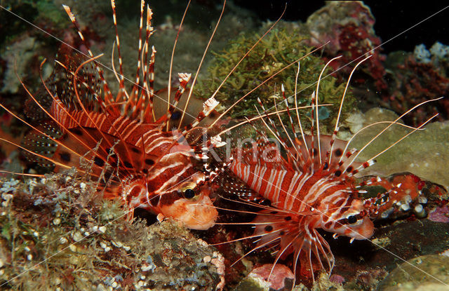 Rode koraalduivel (Pterois antennata)