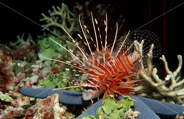 Rode koraalduivel (Pterois antennata)