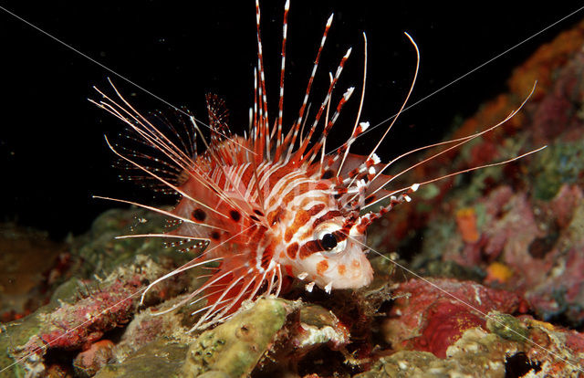 Spotfin lionfish (Pterois antennata)