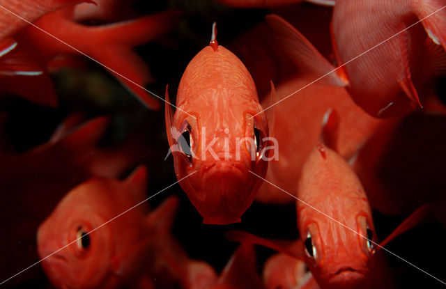 Blotcheye soldierfish (Myripristis murdjan)