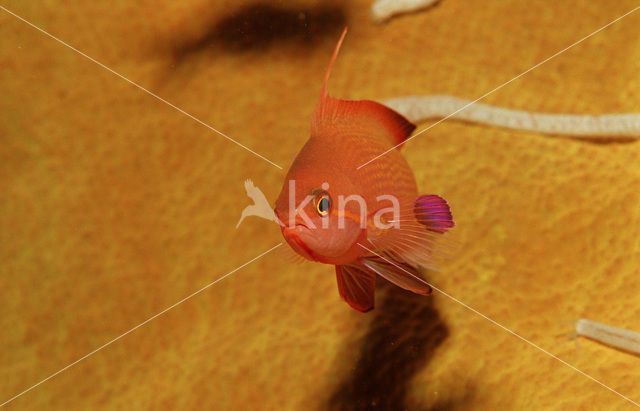 Rode vlaggebaars (Pseudanthias squamipinnis)