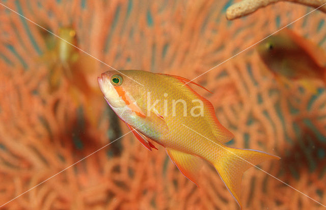 Rode vlaggebaars (Pseudanthias squamipinnis)