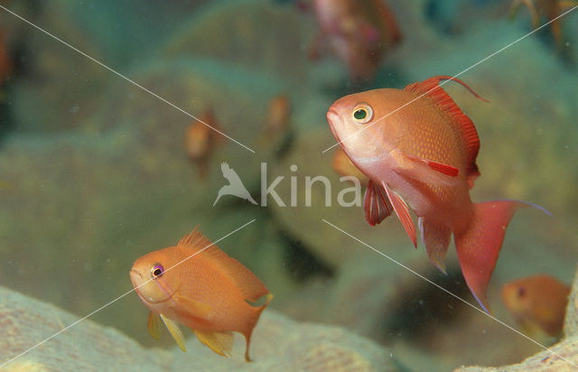 Rode vlaggebaars (Pseudanthias squamipinnis)