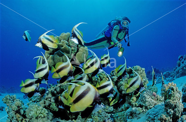 Red sea bannerfish (Heniochus intermedius)