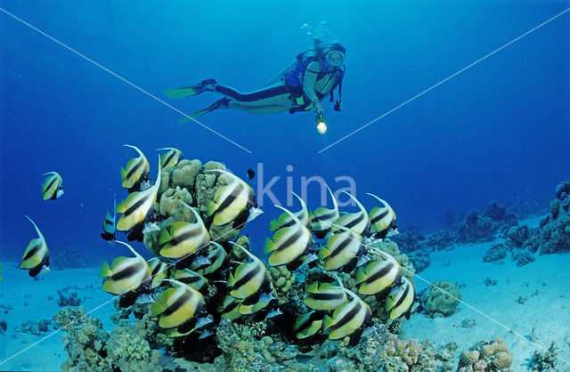 Red sea bannerfish (Heniochus intermedius)