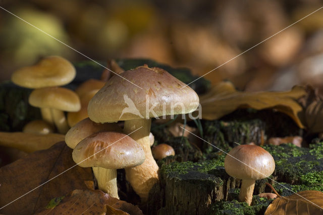 Rode zwavelkop (Psilocybe sublateritia)