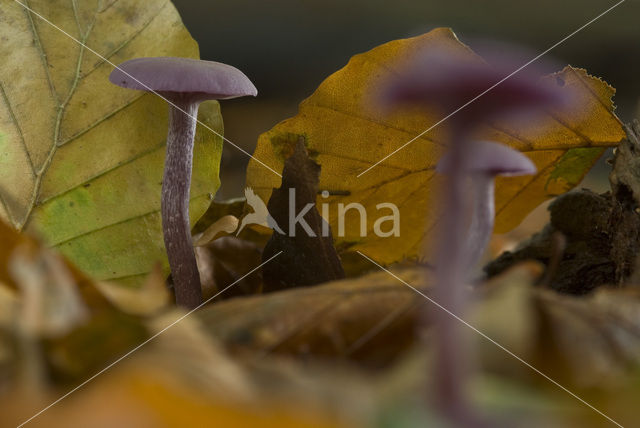 Amethyst Deceiver (Laccaria amethystina)