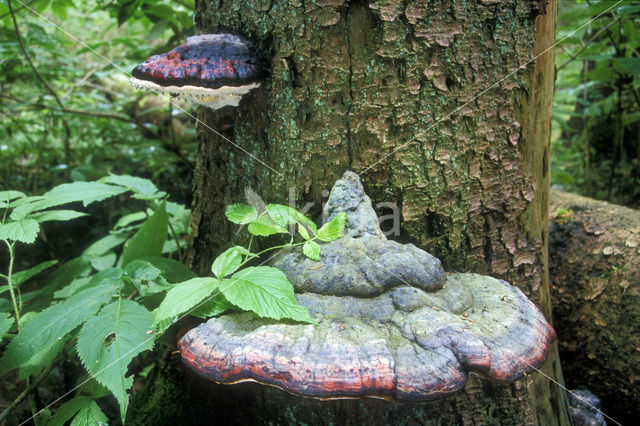 Red Banded Polypore (Fomitopsis pinicola)