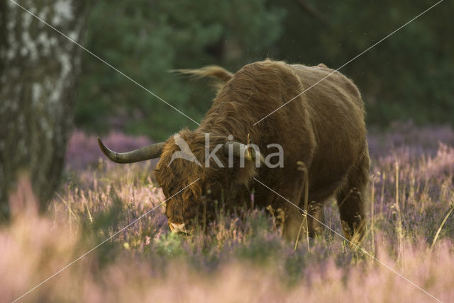 Highland Cow (Bos domesticus)