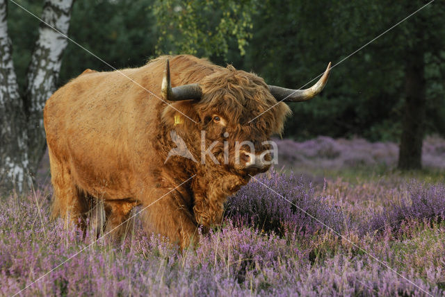 Highland Cow (Bos domesticus)