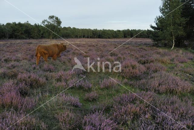 Highland Cow (Bos domesticus)