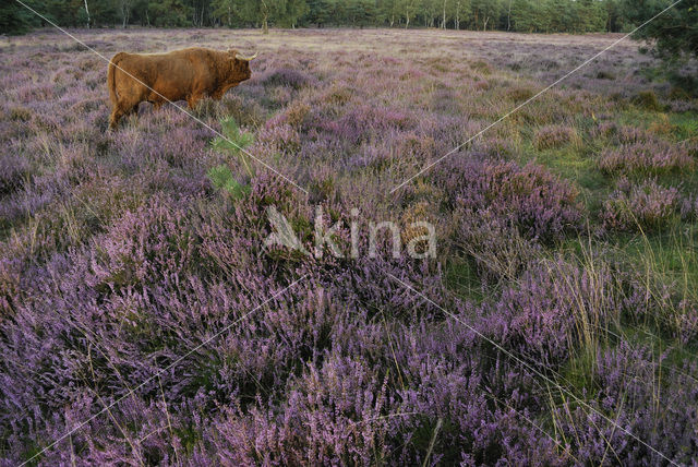 Schotse Hooglander