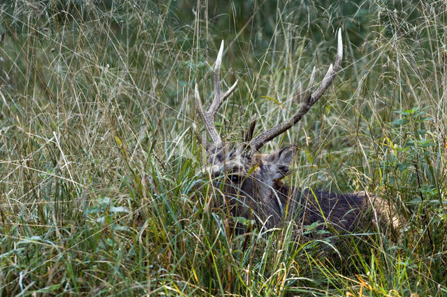 Sika Deer (Cervus nippon)