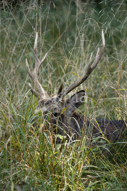 Sika Deer (Cervus nippon)