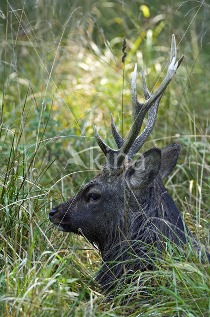 Sikahert (Cervus nippon)