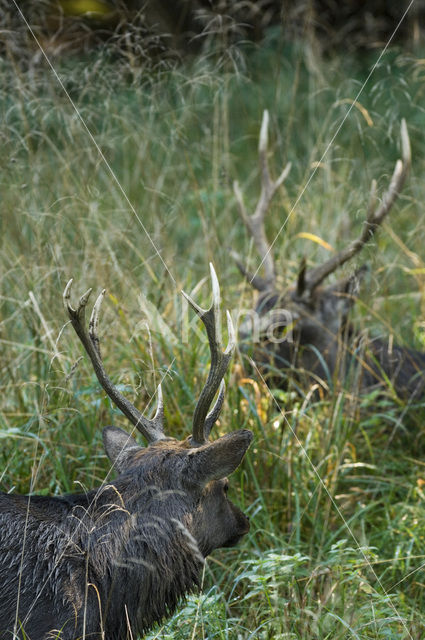 Sikahert (Cervus nippon)