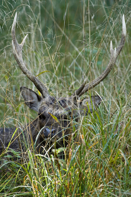 Sika Deer (Cervus nippon)