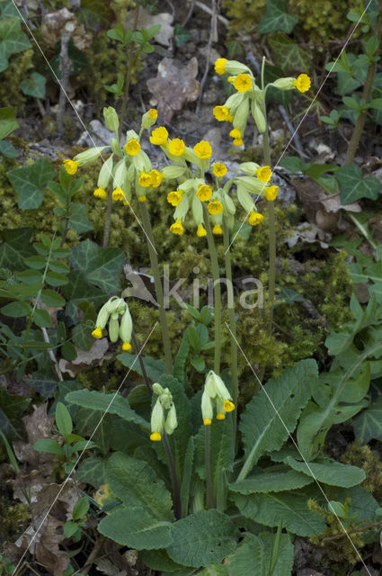 Oxlip (Primula elatior)