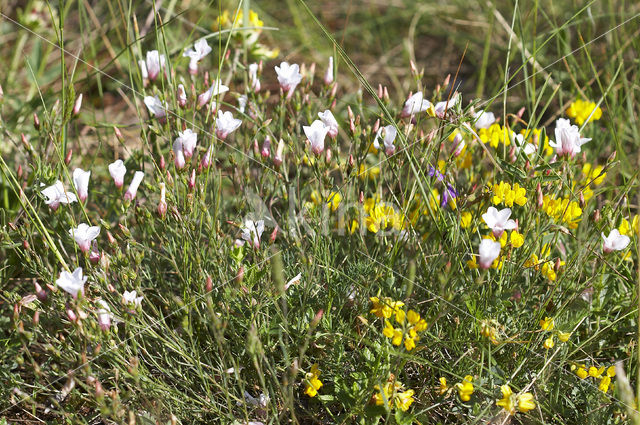 Narrow leaved flax (Linum tenuifolium)