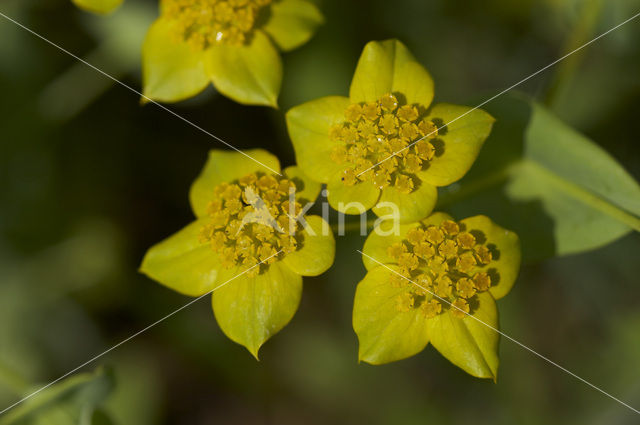 False Thorow-wax (Bupleurum subovatum)